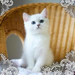 Meet your Posher, Lyudmila